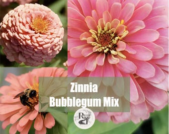 Mélange de graines de fleurs de chewing-gum Zinnia - saumon, pêche, rose