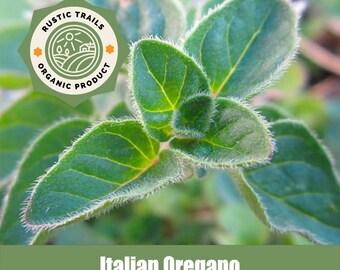 Organic Italian Oregano Seeds - None GMO - Heirloom