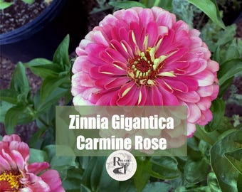 Graines de rose carmin Zinnia Gigantica - Rose