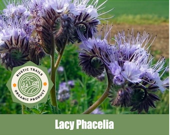 Purple Tansy, Lacy Phacelia, scientifically known as Phacelia tanacetifolia  - Organic Heirloom - non GMO Seeds