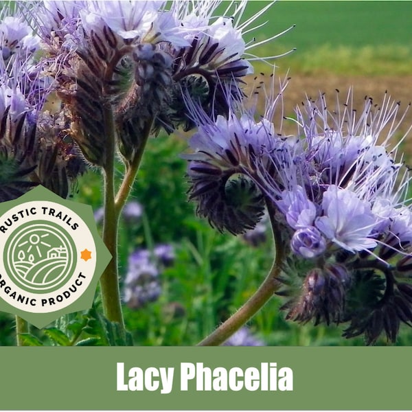 Purple Tansy, Lacy Phacelia, scientifically known as Phacelia tanacetifolia  - Organic Heirloom - non GMO Seeds