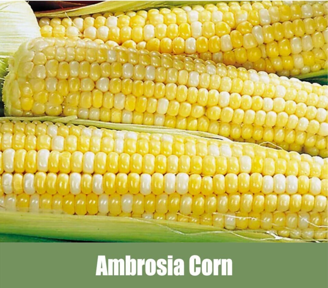 Ambrosia Corn, Also Known as Tall Untreated Ambrosia Corn Untreated