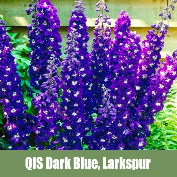 QIS Dark Blue, Larkspur, Delphinium consolida - Heirloom - non GMO Seeds