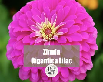 Graines de fleurs lilas Zinnia Gigantica