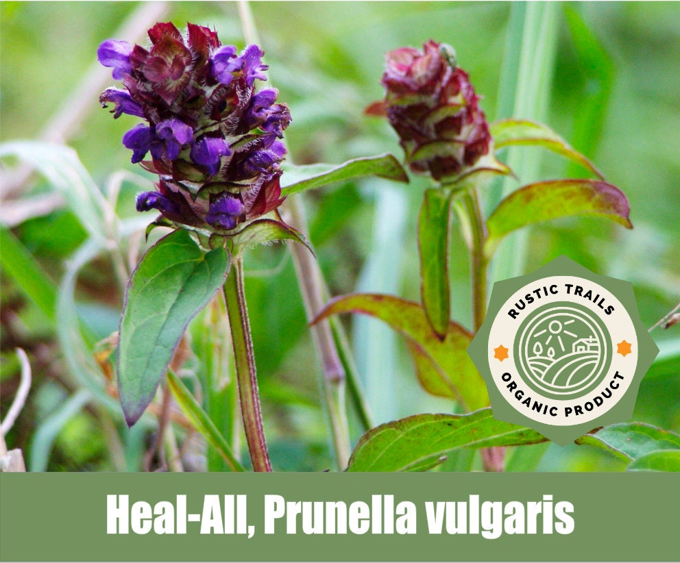 Heal-all or Self Heal, Prunella Vulgaris - Organic - Heirloom Non GMO ...