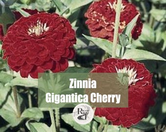 Zinnia Gigantica Cherry  Flower Seeds
