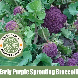 Early Purple Sprouting Broccoli Seeds - None GMO - Heirloom