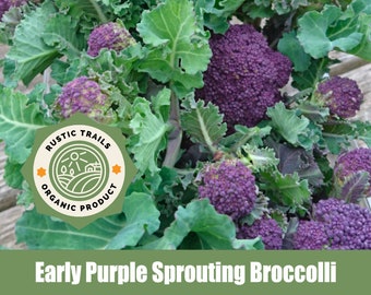 Early Purple Sprouting Broccoli Seeds - None GMO - Heirloom