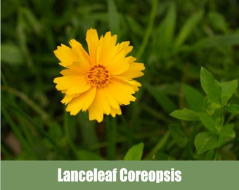 Lanceleaf Coreopsis, (Coreopsis lanceolata)  - Heirloom - non GMO Seeds