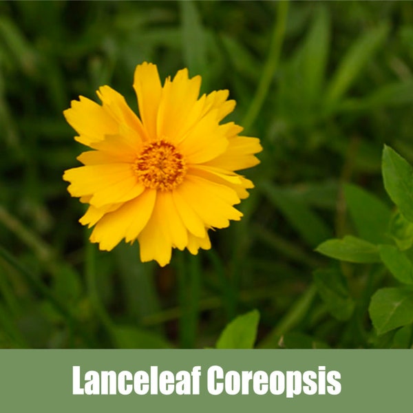 Lanceleaf Coreopsis, (Coreopsis lanceolata)  - Heirloom - non GMO Seeds