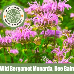 Wild Bergamot Monarda, Bee Balm