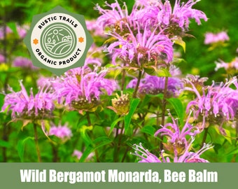 Wild Bergamot Monarda, Bee Balm