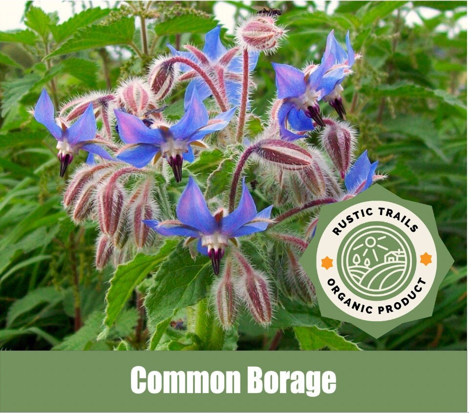 Common Borage, Borago officinalis - Organic - Heirloom non GMO Seeds