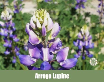Arroyo Lupine, Lupinus succulentus - Heirloom - non GMO Garden Seeds