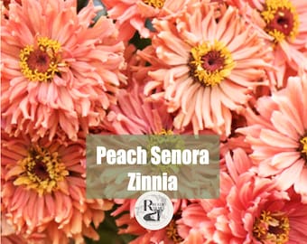 Zinnia Senora, Senorita Peach Flower Seeds