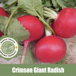 May include: Close-up of several Crimson Giant radishes with vibrant red skin and green leaves. The radishes are clustered together, showcasing their round shape and fresh appearance. The image includes a logo that says "Rustic Trails Organic Product".