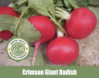 Crimson Giant Radish Seeds (Raphanus sativus) Organic Heirloom Seeds - non GMO - Fast Growing