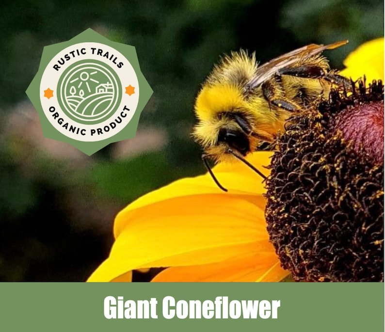 Great Coneflower, Rudbeckia maxima, Wild Crafted Organic Heirloom non GMO Seeds image 1