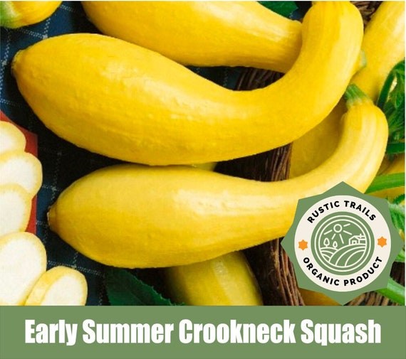 Organic Early Summer Crookneck Squash, Cucurbita pepo, Heirloom Seeds non GMO