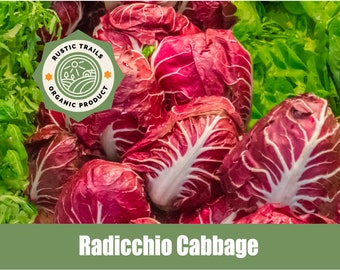 Red Verona Radicchio Chicory Cabbage, Cichorium intybus Organic Heirloom Seeds - non GMO -