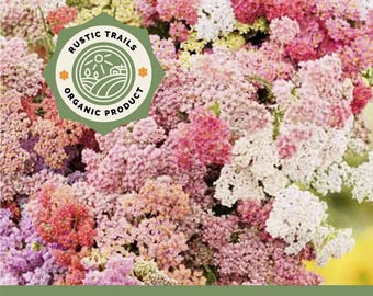 Mélange du Colorado, achillée millefeuille (Achillea millefolium) - Graines anciennes sans OGM