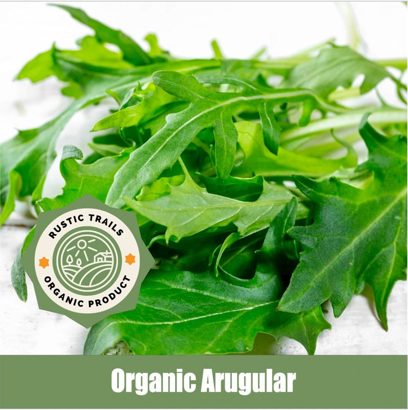 Arugula Seeds to plant or to grow Microgreens or Sprouts Organic None GMO Heirloom image 1