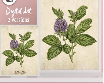 Vintage Style Wildblume Heal's All, Prunella vulgaris, Druck, Vintage botanische Kunst, Wildblume. Bauernhaus, Blumen Illustration, Futtersuche