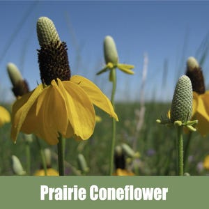 Mexican Hat Coneflower, Prairie Coneflower, Ratibida columnifera - Heirloom - non GMO Seeds
