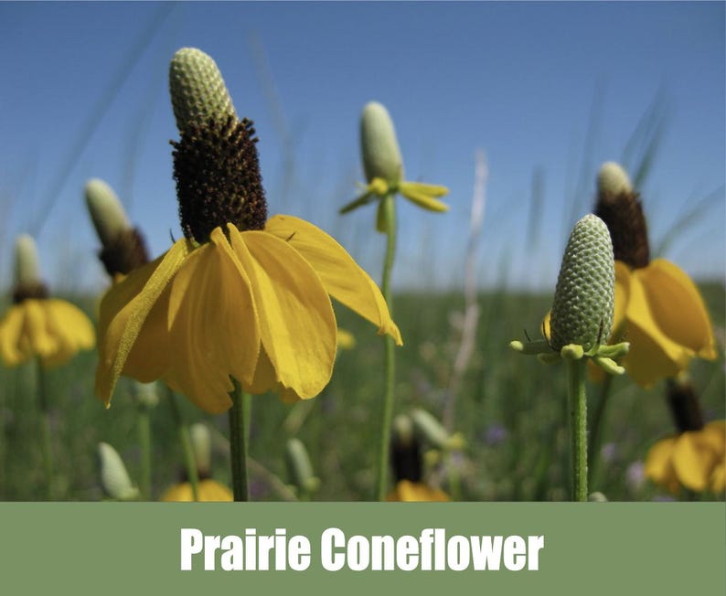 Mexican Hat Coneflower, Prairie Coneflower, Ratibida columnifera - Heirloom - non GMO Seeds