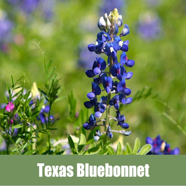 Texas Bluebonnet - Lupine - Heirloom Seeds - Antirrhinum majus nanum pumilum
