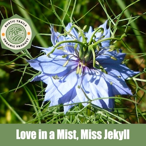 May include: A close-up of a blue Love-in-a-Mist flower with green stems and a green center. The flower is surrounded by green foliage. The image includes a logo for Rustic Trails Organic Product.