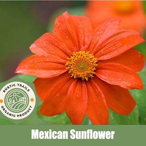 Mexican Sunflower (Tithonia Rotundifolia) - Organic - Heirloom Seeds