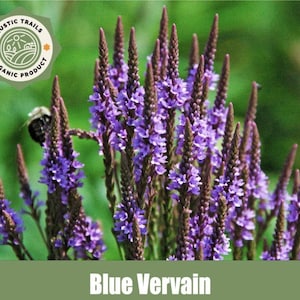 Blue Vervain (Verbena hastata) Heirloom Seeds for your garden flowers