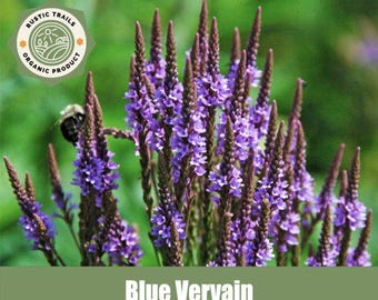 Blue Vervain (Verbena hastata) Heirloom Seeds for your garden flowers