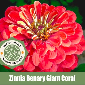 Zinnia Benary Giant Coral - Heirloom - non GMO Seeds