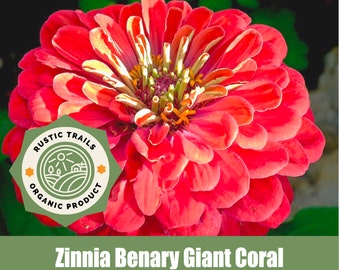 Zinnia Benary Giant Coral - Heirloom - non GMO Seeds
