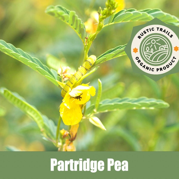 Partridge Pea, Chamaecrista fasciculata Flower seeds - Heirloom - non GMO Seeds