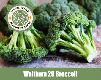 Waltham 29 Broccoli, scientifically known as Brassica oleracea var. italica Seeds - None GMO - Heirloom