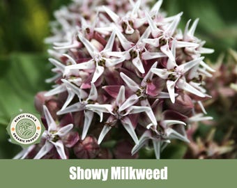 Showy Milkweed, Asclepias speciosa - Organic - Heirloom - non GMO Seeds