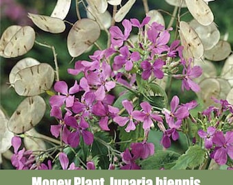 Money Plant, Lunaria biennis seeds, also known as, Honesty, Silver Dollar Plant, or Moonwort, Organic, Non GMO seeds,