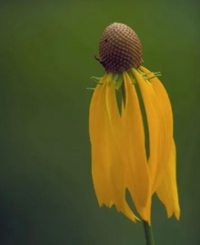 Great Coneflower, Rudbeckia maxima, Wild Crafted Organic Heirloom non GMO Seeds image 3