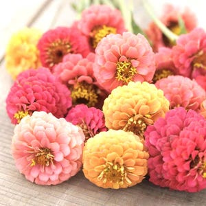 May include: A collection of vibrant zinnia flowers in shades of pink, coral, and yellow. The flowers have multiple layers of delicate petals and yellow centers. The arrangement is a mix of colors and textures, creating a cheerful and natural display.
