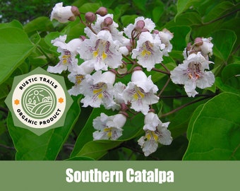 Southern Catalpa Tree, Cigar Tree, Catalpa bignonioides - Heirloom - non GMO Seeds