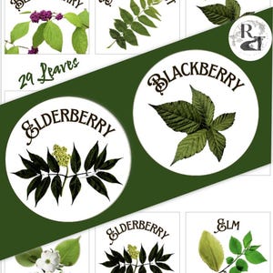 May include: A collection of leaf identification cards with illustrations of different types of leaves, including American Beautyberry, Black Walnut, Blackberry, Elderberry, and Elm. The cards are labeled with the common names of the trees and the number of leaves on each card.