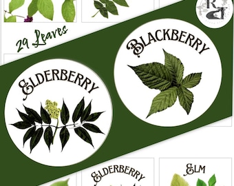 29 Leaf Identification Task Cards for Outdoor Education, Both Square and Circle shapes Download Print 3 sizes Home School - Nature education