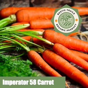 Organic Imperator 58 Carrot Heirloom Seeds Daucus carota non GMO