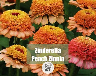 Zinnia Zinderella Peach Flower Seeds