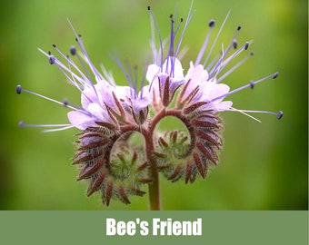 Bee's Friend, Phacelia tanacetifolia - Heirloom non GMO Seeds -fern-like foliage, similar to purple tansy