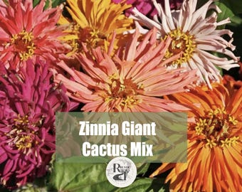 Giant Cactus Mix, Zinnia elegan  Flower Seeds, Salmon, peach, yellow, pink, yellow
