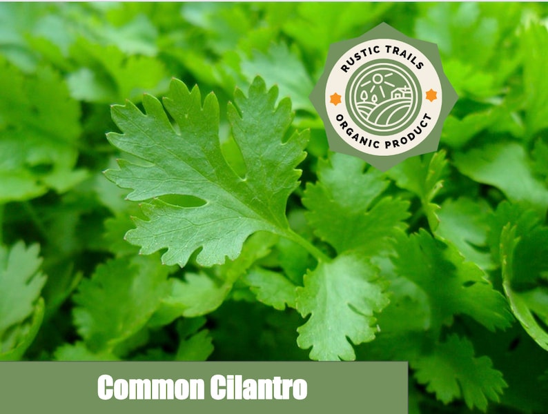 Organic Cilantro, Also Known as Coriander, Seeds - None GMO - Heirloom ...